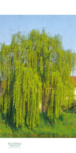Die Salix alba `Tristis`- Trauerweide